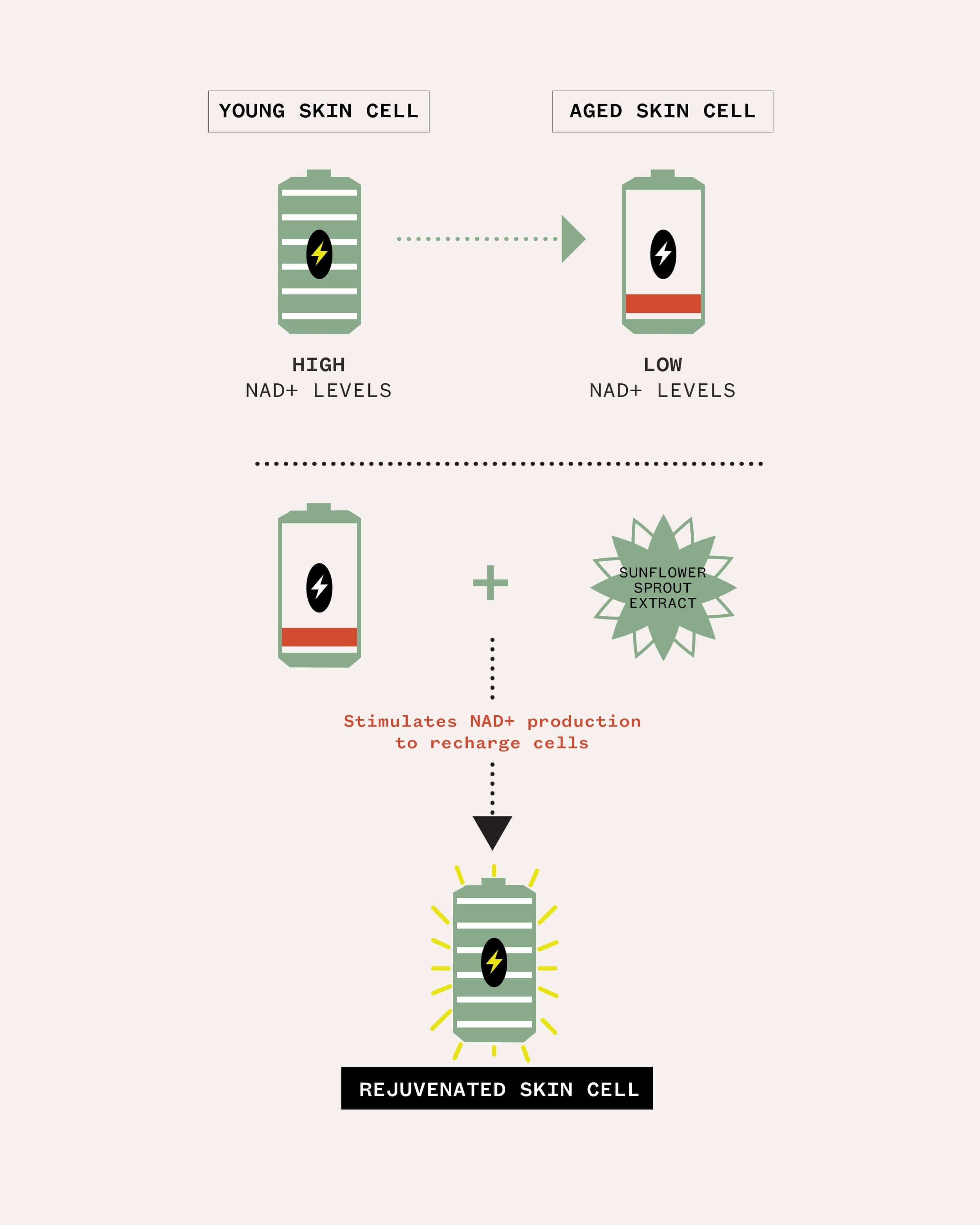 Age Confidence™ NAD+ & TriPeptide Renewal Serum 5